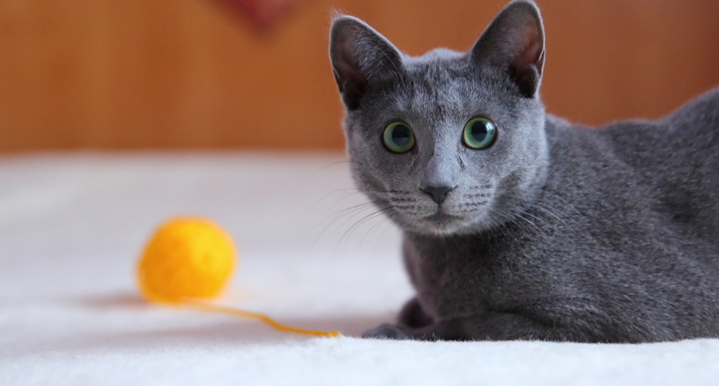 russian blue cat playing with yellow ball of yarn